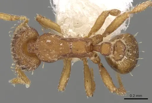 Strumigenys schulzi specimen CASENT0281996 image casent0281996_1