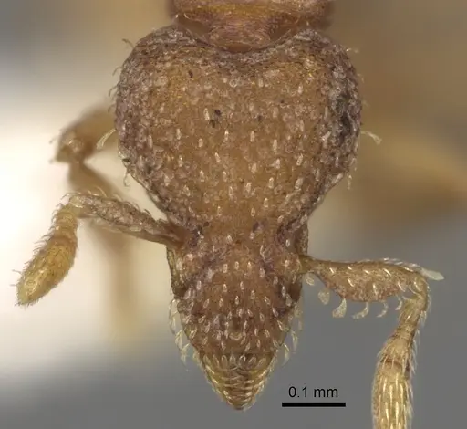 Strumigenys schulzi specimen CASENT0281996 image casent0281996_2