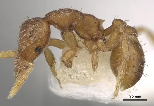 Strumigenys schulzi specimen CASENT0281996 image casent0281996_3
