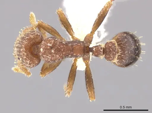 Strumigenys schulzi specimen CASENT0647506 image casent0647506_1