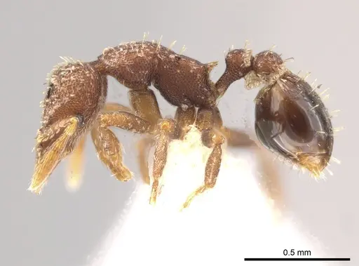 Strumigenys schulzi specimen CASENT0647506 image casent0647506_3