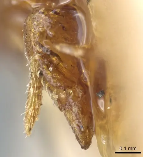 Strumigenys schulzi specimen CASENT0904958 image casent0904958_2
