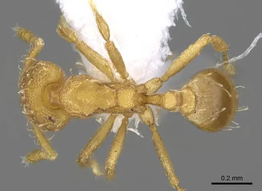 Strumigenys schulzi specimen CASENT0914612 image casent0914612_1
