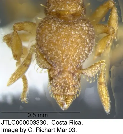Strumigenys schulzi specimen JTLC000003330 image jtlc000003330_1