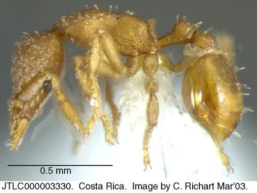 Strumigenys schulzi specimen JTLC000003330 image jtlc000003330_2