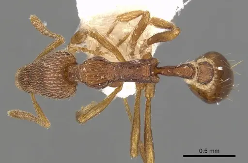 Strumigenys scolopax specimen CASENT0900134 image casent0900134_1