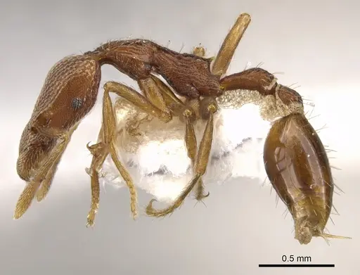 Strumigenys scolopax specimen CASENT0900134 image casent0900134_3