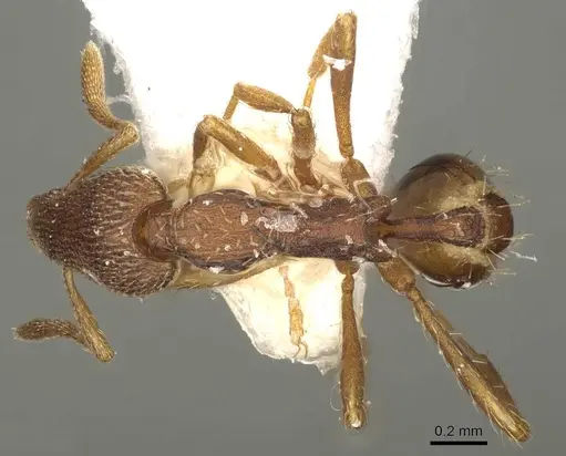 Strumigenys scolopax specimen CASENT0915702 image casent0915702_1