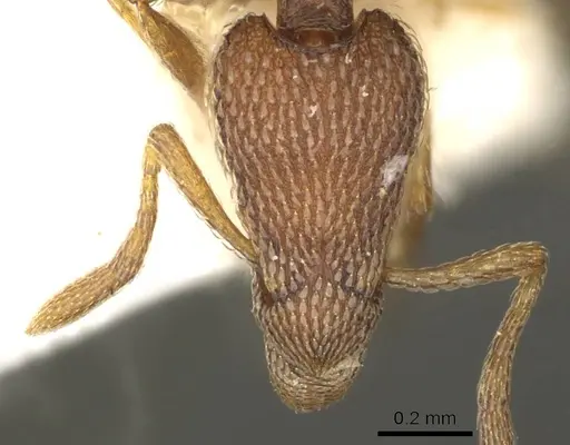 Strumigenys scolopax specimen CASENT0915702 image casent0915702_2