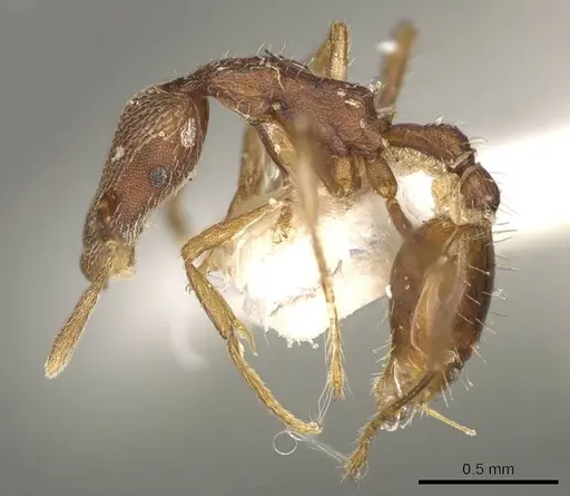 Strumigenys scolopax specimen CASENT0915702 image casent0915702_3