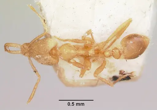 Strumigenys scotti specimen CASENT0101222 image casent0101222_1