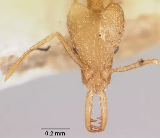 Strumigenys scotti specimen CASENT0101222 image casent0101222_2