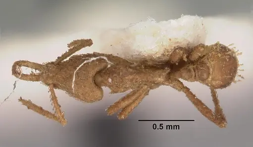 Strumigenys scotti specimen CASENT0102290 image casent0102290_1