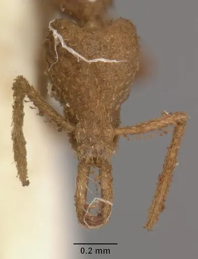 Strumigenys scotti specimen CASENT0102290 image casent0102290_2