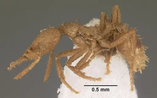 Strumigenys scotti specimen CASENT0102290 image casent0102290_3