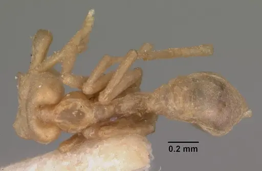 Strumigenys scotti specimen CASENT0102291 image casent0102291_1