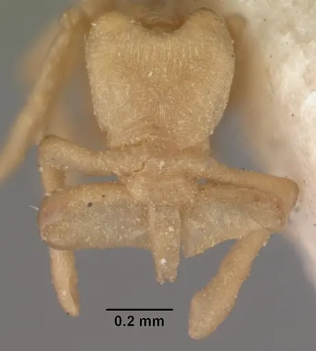Strumigenys scotti specimen CASENT0102291 image casent0102291_2