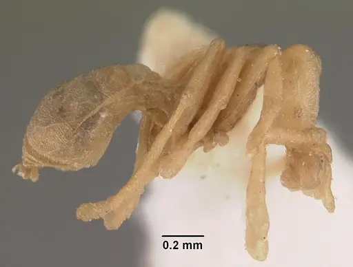 Strumigenys scotti specimen CASENT0102291 image casent0102291_3
