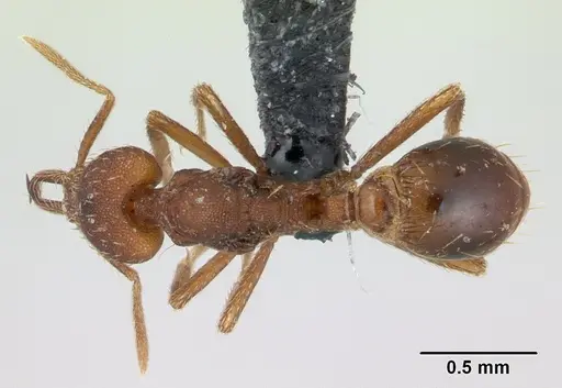 Strumigenys scotti specimen CASENT0137237 image casent0137237_1