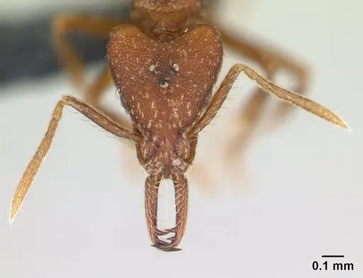 Strumigenys scotti specimen CASENT0137237 image casent0137237_2