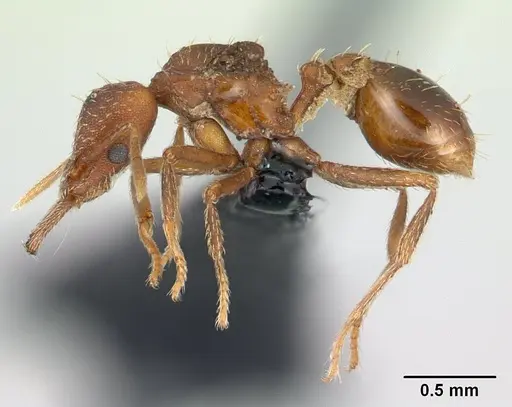 Strumigenys scotti specimen CASENT0137237 image casent0137237_3