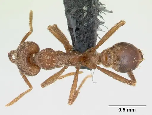 Strumigenys scotti specimen CASENT0137525 image casent0137525_1