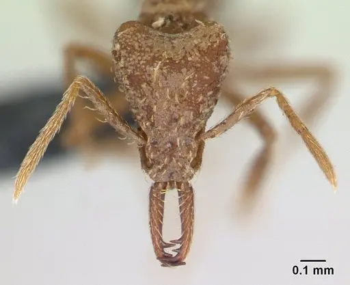 Strumigenys scotti specimen CASENT0137525 image casent0137525_2