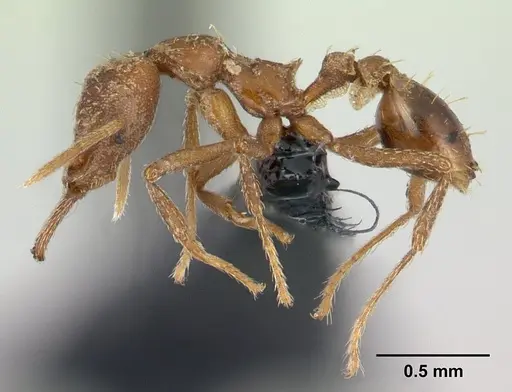Strumigenys scotti specimen CASENT0137525 image casent0137525_3