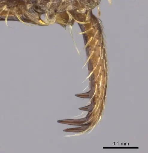Strumigenys scotti specimen CASENT0137546 image casent0137546_1