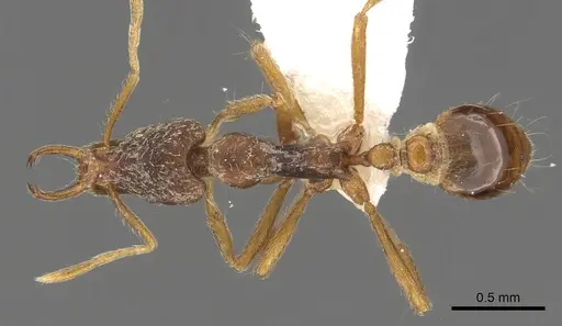 Strumigenys segrex specimen CASENT0900899 image casent0900899_1
