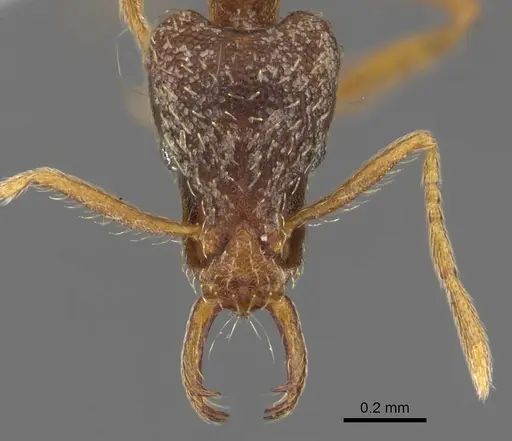 Strumigenys segrex specimen CASENT0900899 image casent0900899_2