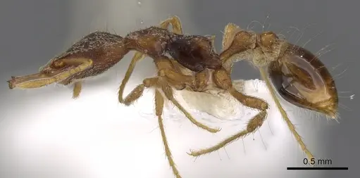 Strumigenys segrex specimen CASENT0900899 image casent0900899_3