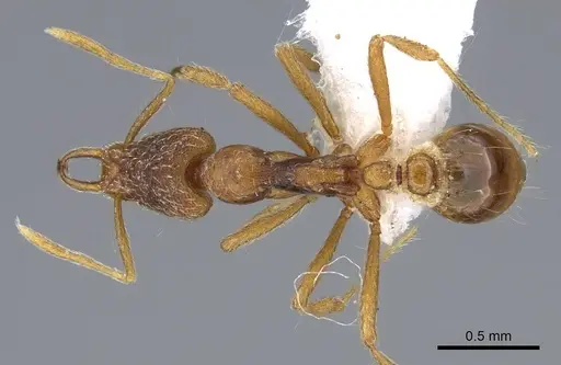 Strumigenys segrex specimen CASENT0914869 image casent0914869_1