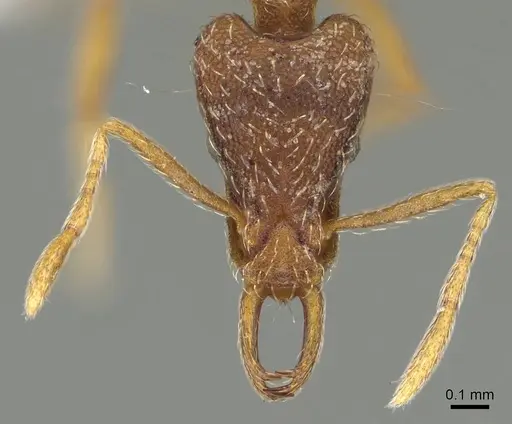 Strumigenys segrex specimen CASENT0914869 image casent0914869_2