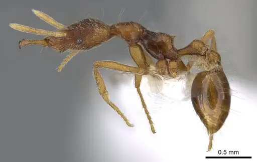 Strumigenys segrex specimen CASENT0914869 image casent0914869_3
