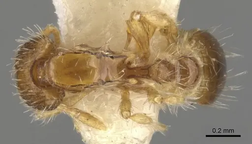 Strumigenys semicompta specimen CASENT0900160 image casent0900160_1
