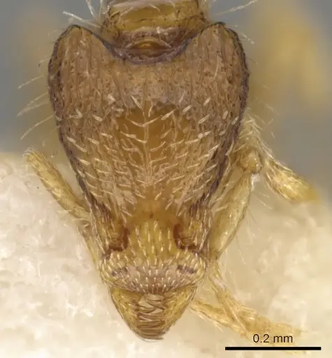 Strumigenys semicompta specimen CASENT0900160 image casent0900160_2