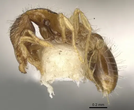 Strumigenys semicompta specimen CASENT0900160 image casent0900160_3