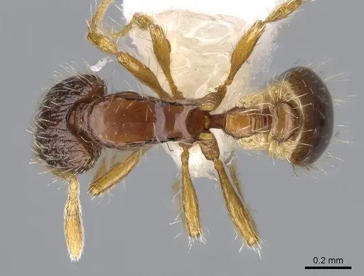 Strumigenys semicompta specimen CASENT0914629 image casent0914629_1