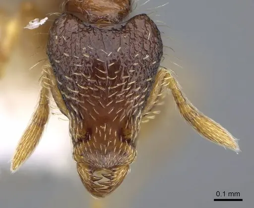 Strumigenys semicompta specimen CASENT0914629 image casent0914629_2