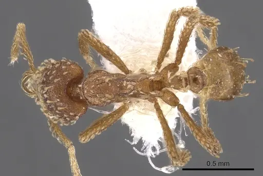 Strumigenys semicrypta specimen CASENT0900626 image casent0900626_1