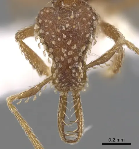 Strumigenys semicrypta specimen CASENT0900626 image casent0900626_2