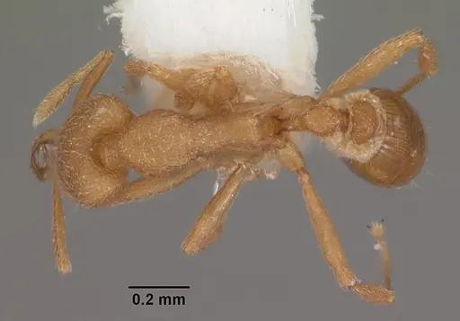 Strumigenys separa specimen CASENT0102563 image casent0102563_1