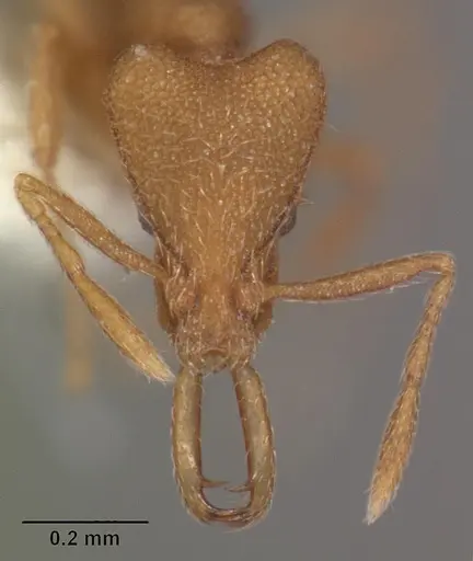 Strumigenys separa specimen CASENT0102563 image casent0102563_2