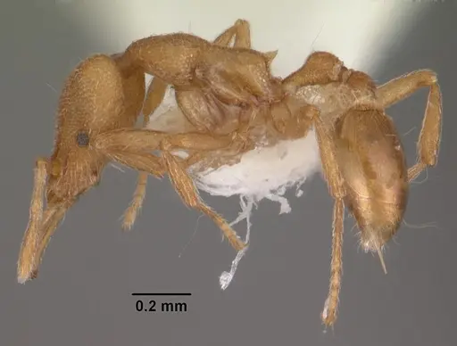 Strumigenys separa specimen CASENT0102563 image casent0102563_3