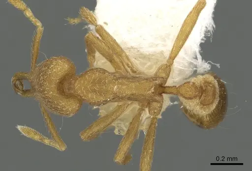 Strumigenys separa specimen CASENT0900843 image casent0900843_1