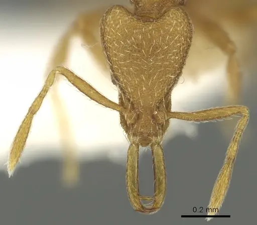 Strumigenys separa specimen CASENT0900843 image casent0900843_2