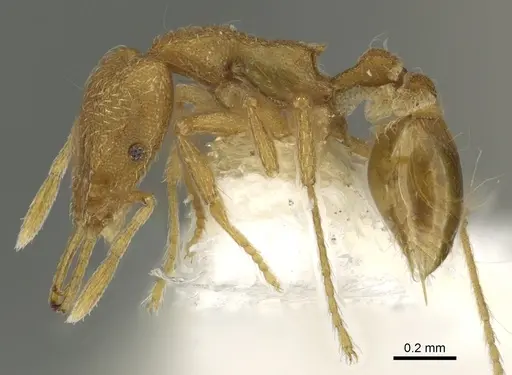 Strumigenys separa specimen CASENT0900843 image casent0900843_3