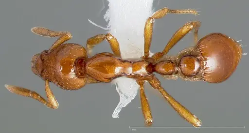 Strumigenys serket specimen CASENT0005456 image casent0005456_1