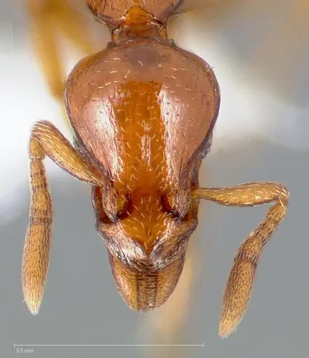 Strumigenys serket specimen CASENT0005456 image casent0005456_2